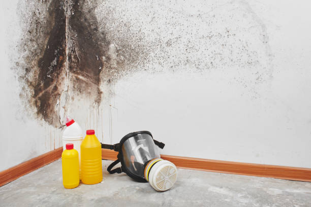 Reliable Copperton, UT Mold Removal Solutions
