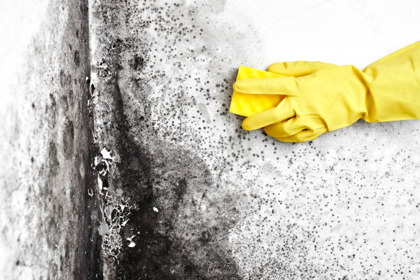 Home Mold Removal in Copperton, UT
