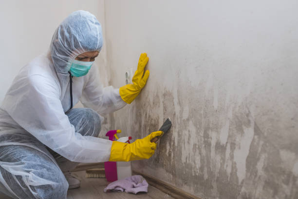 Best Mold Testing  in Copperton, UT