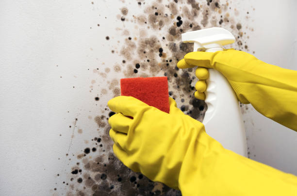 Best Mold Removal Company Near Me  in Copperton, UT