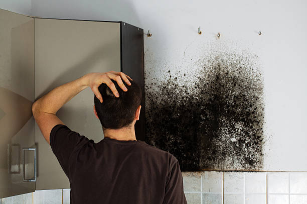 Best Mold Damage Repair  in Copperton, UT