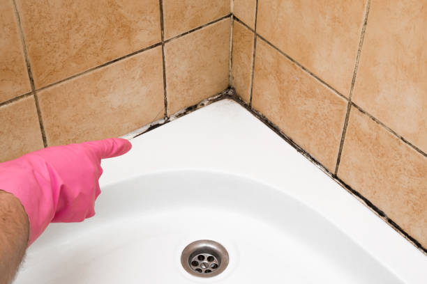 Attic Mold Removal in Copperton, UT